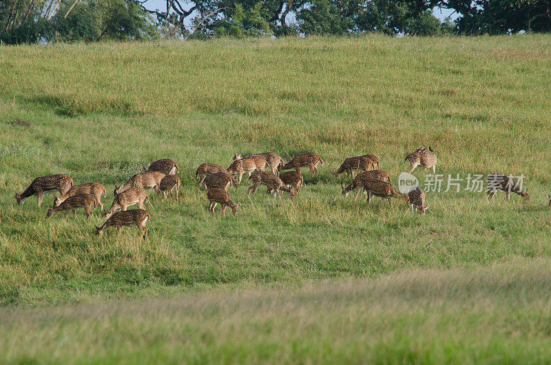 Chital, Cheetal, Spotted deer, Axis deer漫步在草地上